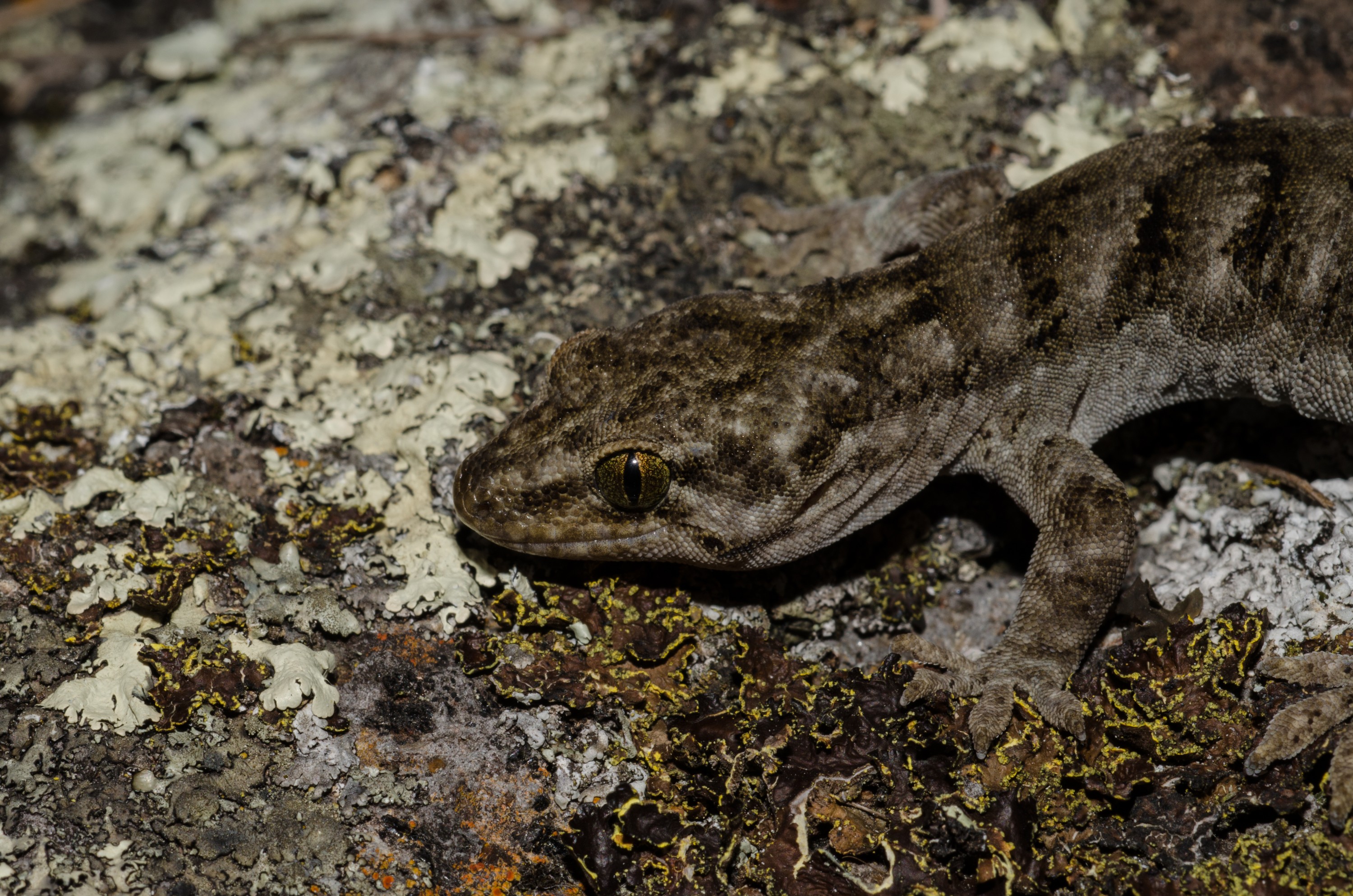 DSC_3510 – Canterbury, Brown, Gecko, Woodworthia, brunneus, banks, peninsula, Crispin, reptiles, amphibians, rare, cold, blood, new, new zealand, zealand, nz
